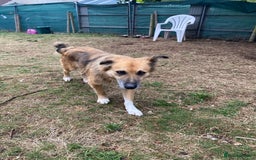 Mixed Breed dogs for adoption: Meet BENNY - a Lovely Boy for a Loving Home - Image 3