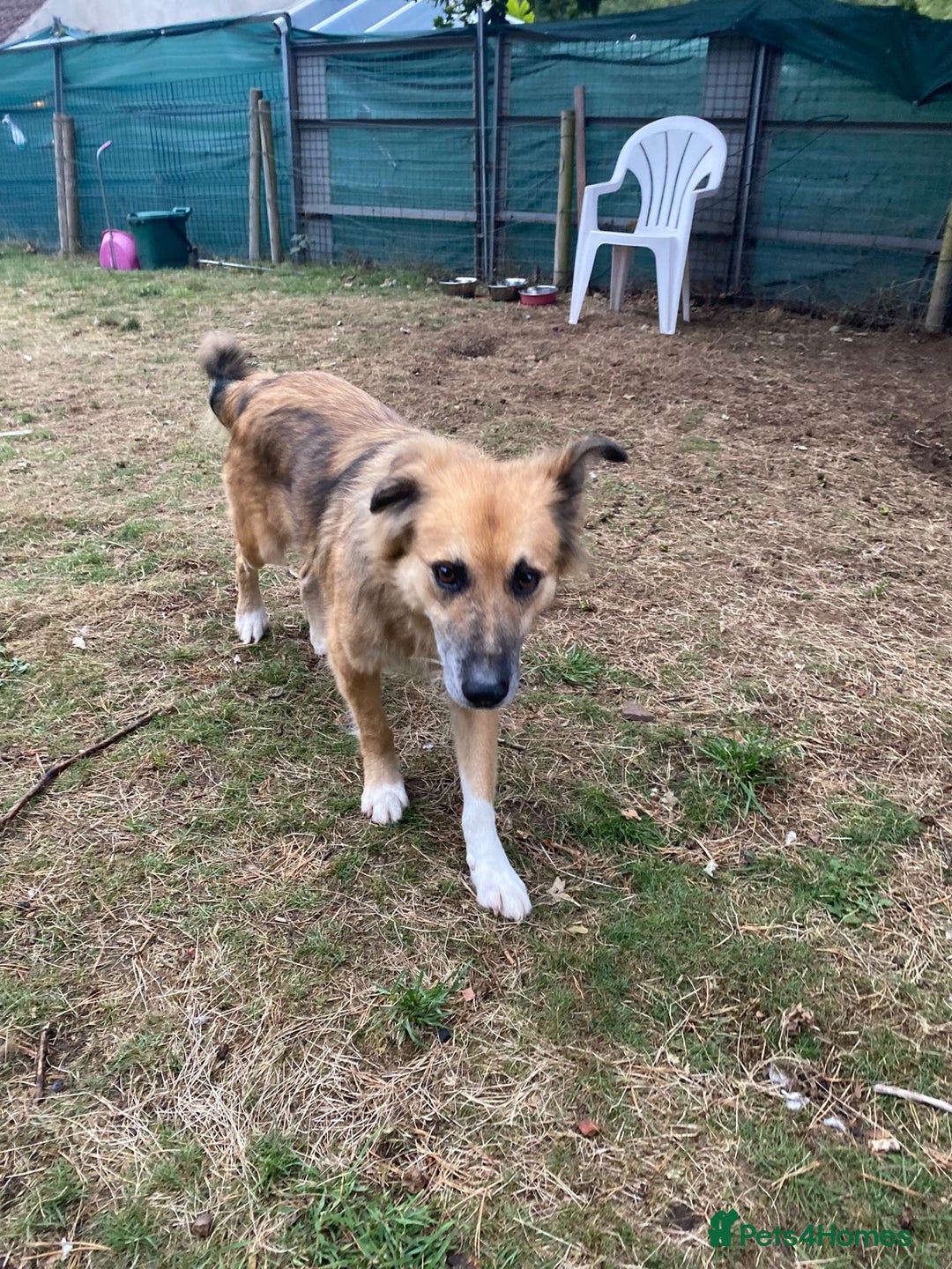 Mixed Breed dogs for adoption: Meet BENNY - a Lovely Boy for a Loving Home - Image 3