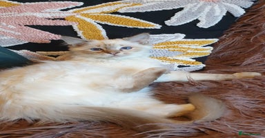 Ragdoll cats - Advert 5