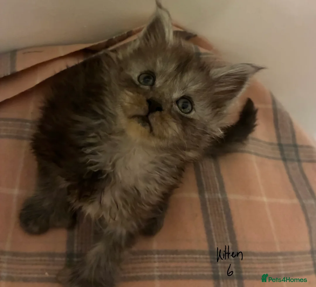 Maine Coon cats for sale: Polydactyl Maine Coon Kittens — TICA Registered  - Advert 13