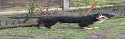 Bernese Mountain Dog dogs for sale: Bernese Mountain Dog - Advert 5
