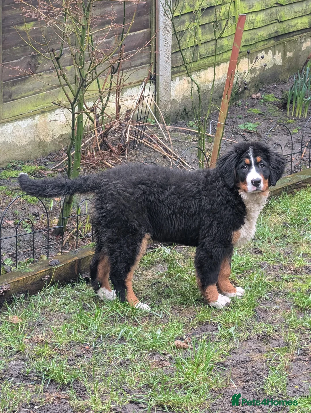 Bernese Mountain Dog dogs for sale: Bernese Mountain Dog - Advert 5