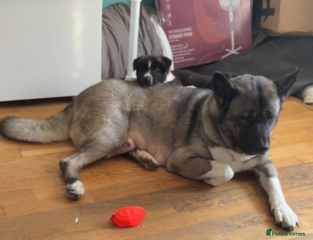 Akita dogs for sale:  American/ Japanese Akitas - Advert 18