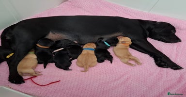 Labrador Retriever dogs - Advert 5