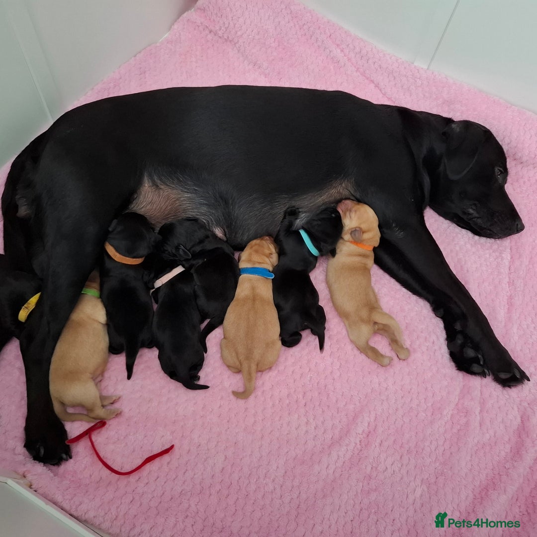 Labrador Retriever dogs for sale: Stunning Pure Labrador retriever puppies - Image 1