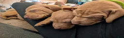 Hungarian Vizsla dogs for sale: ***Ready Now*** Hungarian Vizsla Puppies  - Advert 17