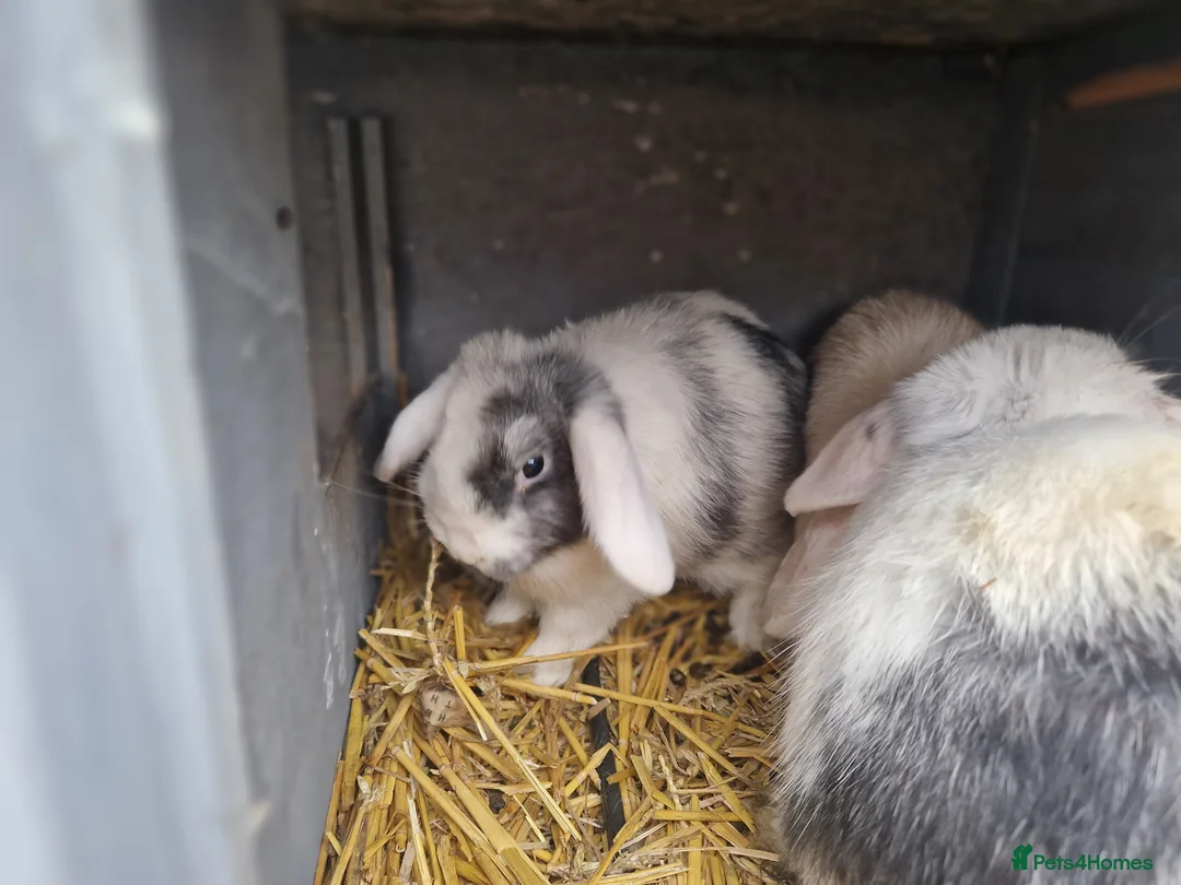 Mini Lop rabbits for sale: Super Cute Purebred Mini Lop Babies- m and f  - Advert 5
