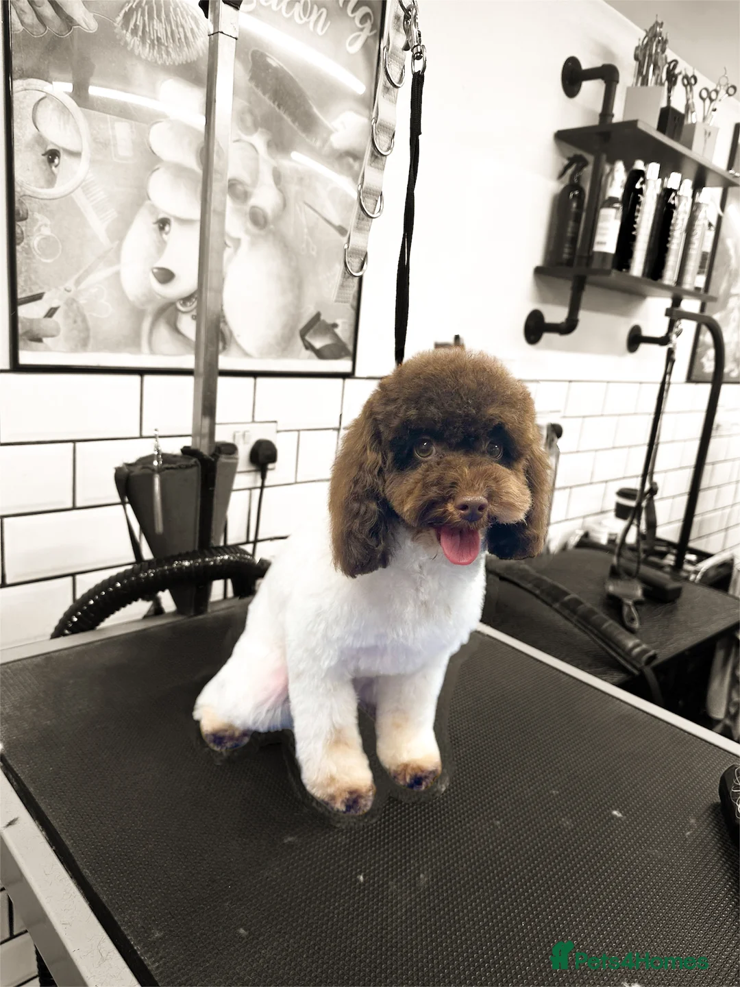 Toy Poodle dogs for stud: Stunning KC None fading Chocolate Phantom stud in Rickmansworth - Advert 27
