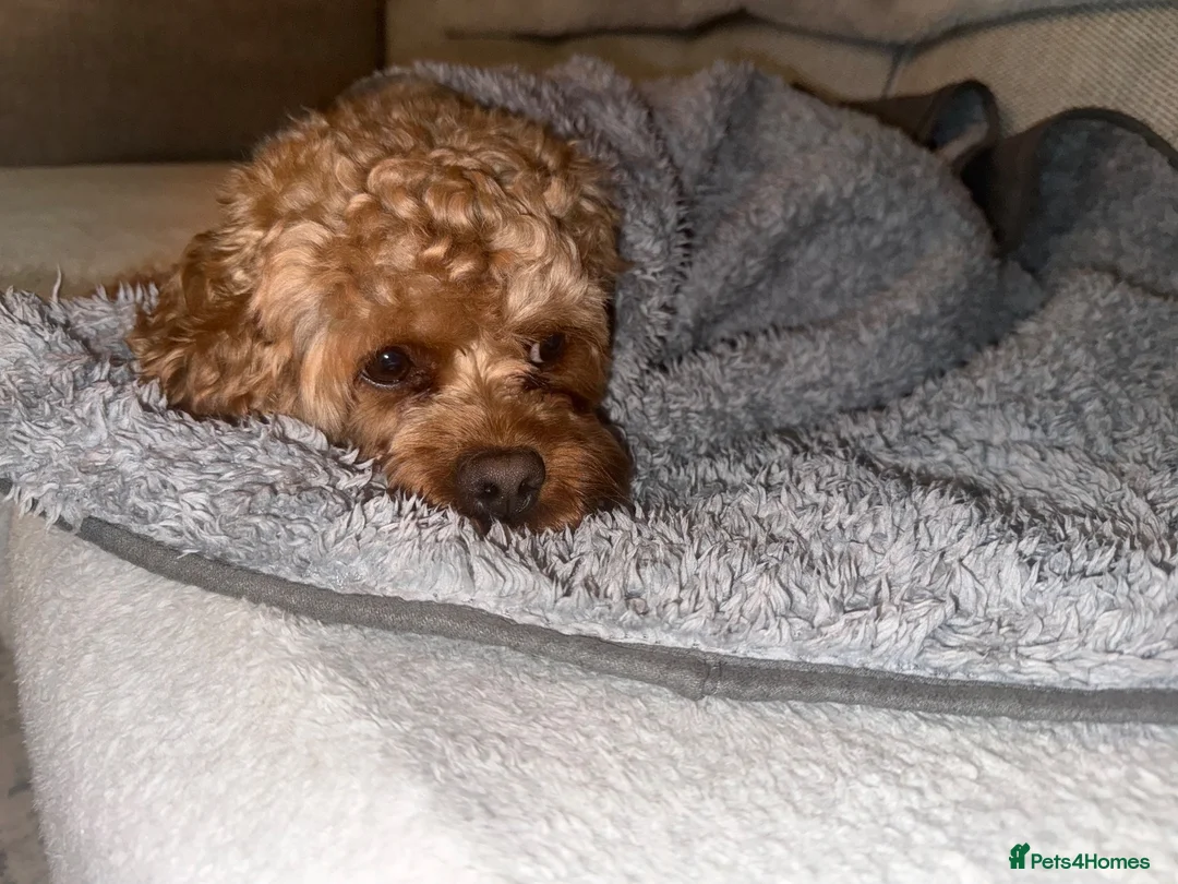 Cavapoo dogs for sale: Teddy 🐾  - Advert 2