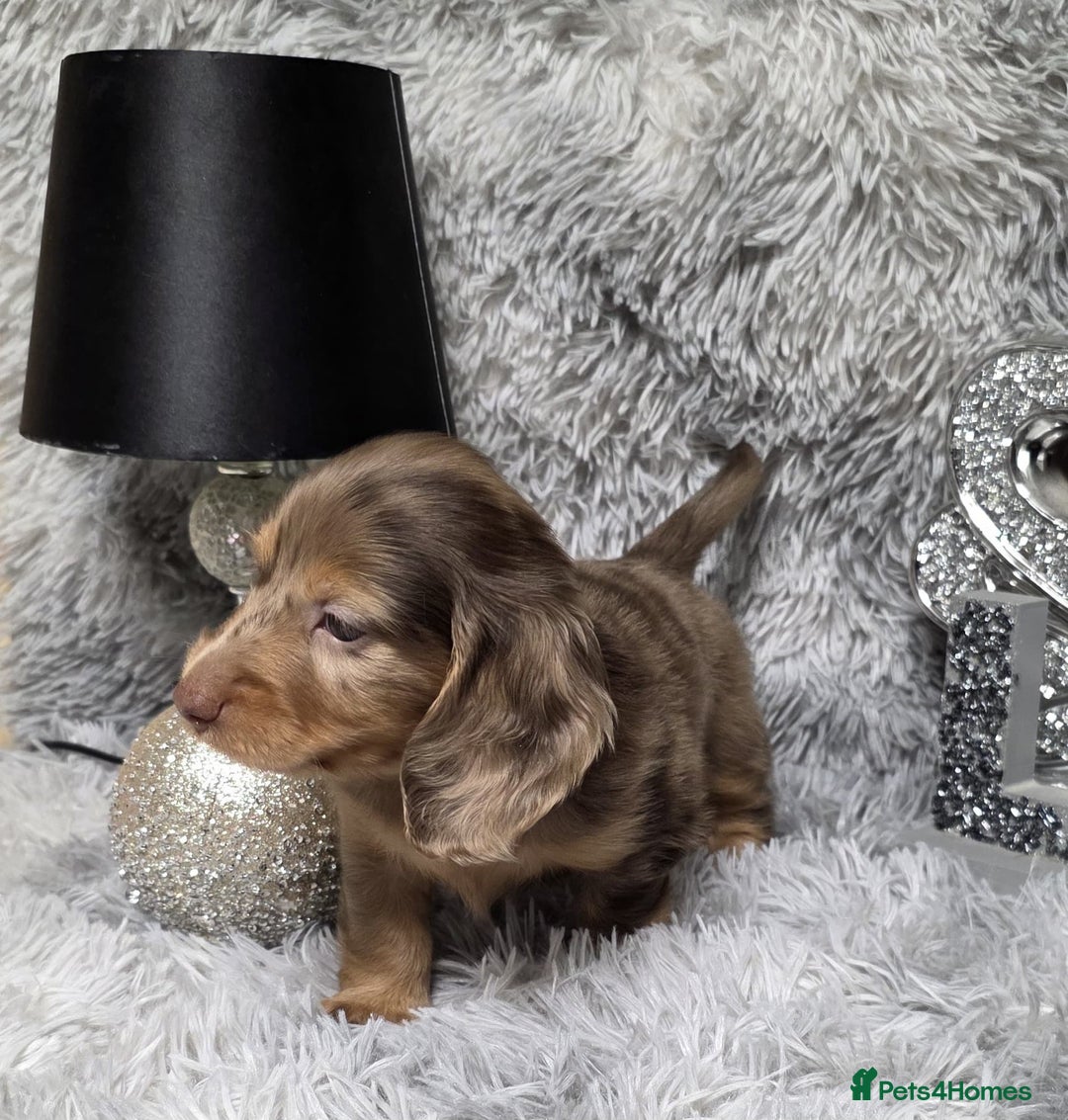 Miniature Dachshund dogs for sale: Adorable KC long coat boys available  - Advert 21