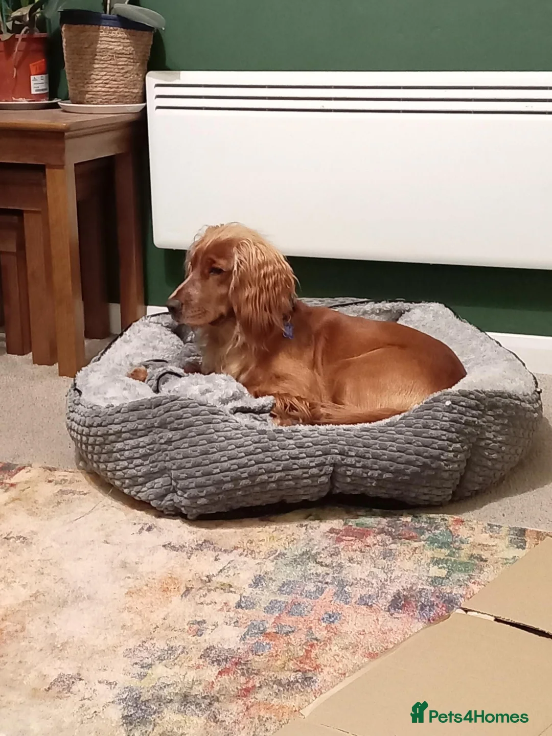 Cocker Spaniel dogs for sale: Working Cocker Spaniel Puppies  in Pulborough - Advert 13