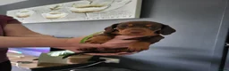 Miniature Dachshund dogs for sale: ​🐾 Beautiful Miniature Dachshund Puppies 🐾 - Advert 2