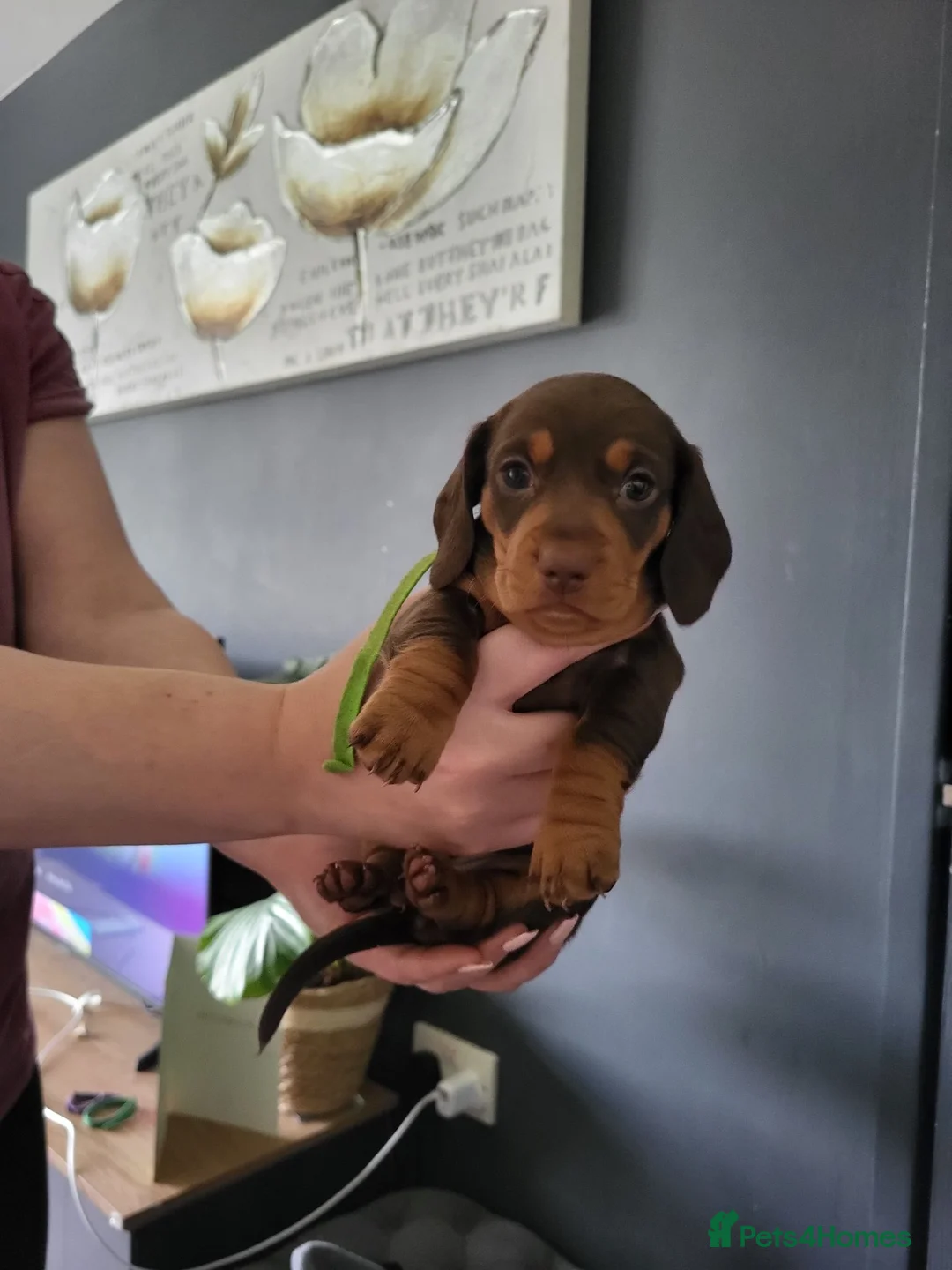 Miniature Dachshund dogs for sale: ​🐾 Beautiful Miniature Dachshund Puppies 🐾 - Advert 2