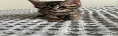 🤎American Shorthair Kitten 1