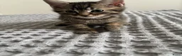 American Shorthair cats for sale: 🌟Kittens Ready for 4ever Home🌟 - Advert 24