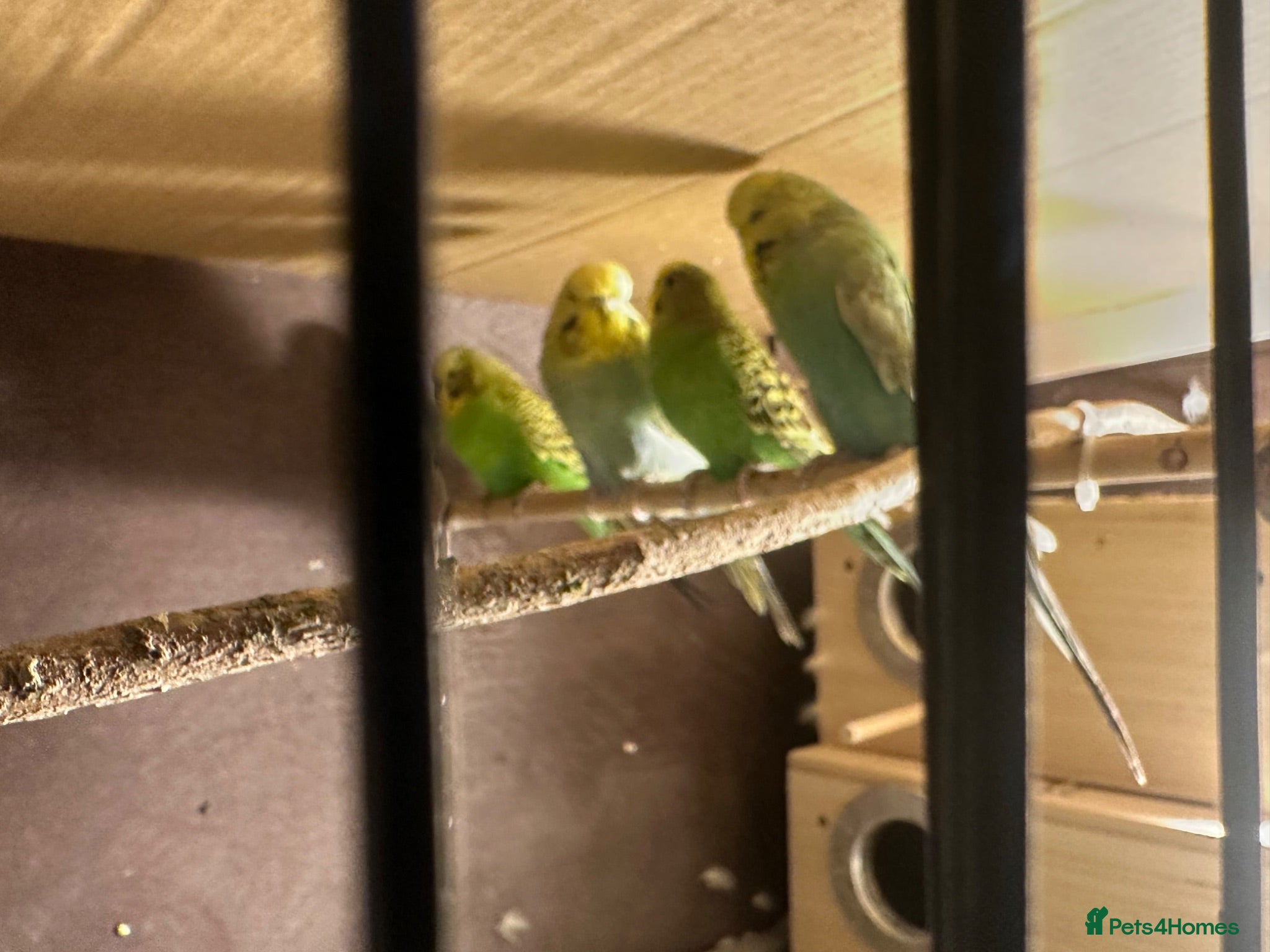 Budgerigars birds Budgies - Advert 14