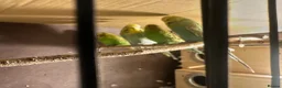 Budgerigars birds for sale: Budgies in Manchester - Advert 1