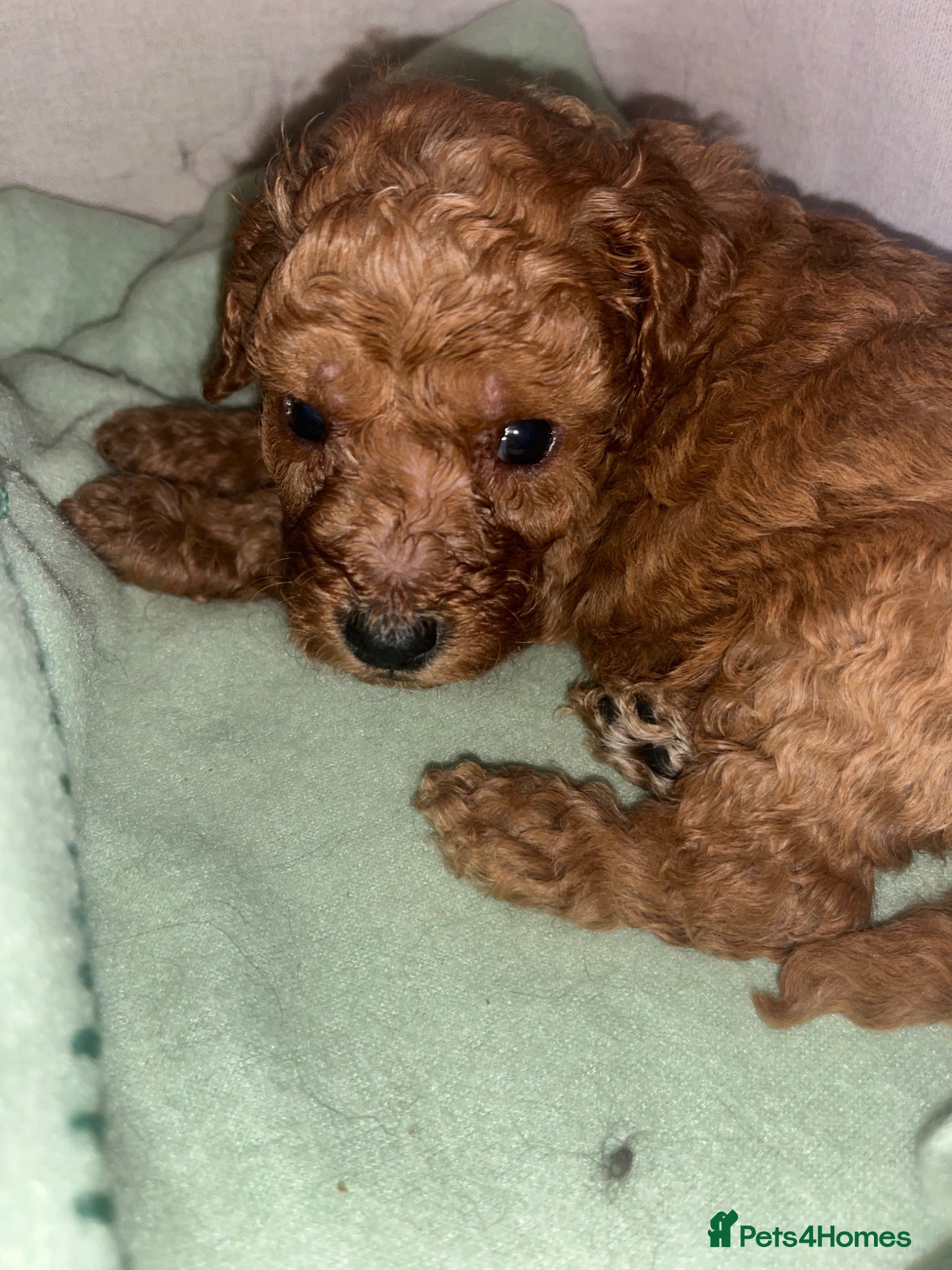 Cockapoo dogs STUNNING F1 miniature Cockapoo Puppies  - Advert 2