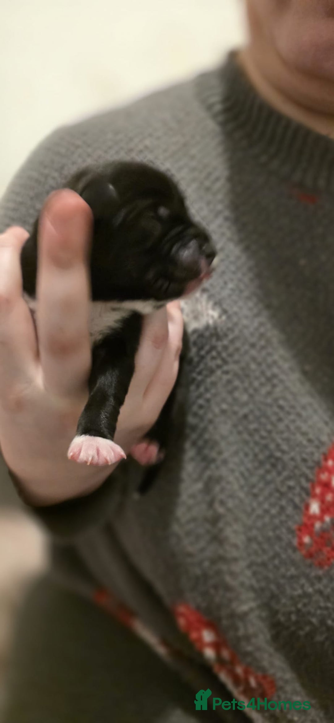 Mixed Breed dogs for sale: Gorgeous Husky x Staffy Puppies - Advert 4