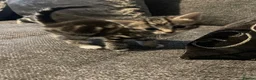 Mixed Breed cats for sale: Beautiful kittens looking for forever homes  - Advert 14