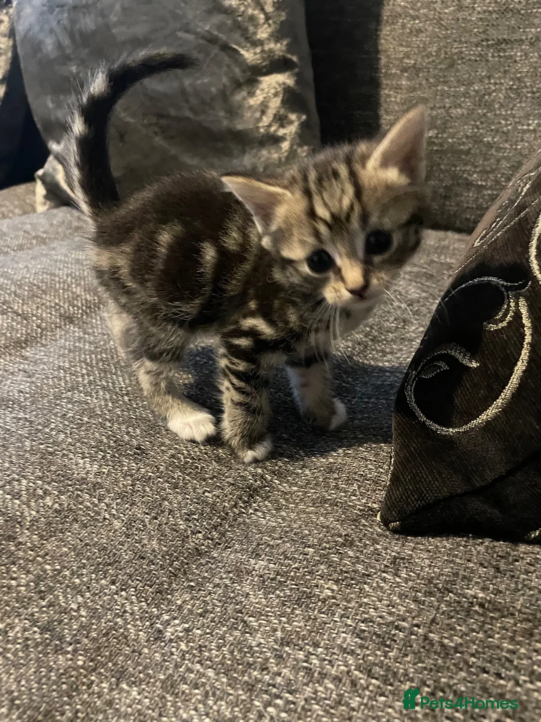 Mixed Breed cats for sale: Beautiful kittens looking for forever homes  - Advert 14