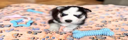 Siberian Husky dogs for sale: Pure Siberian Huskies 3 Puppies - Advert 15