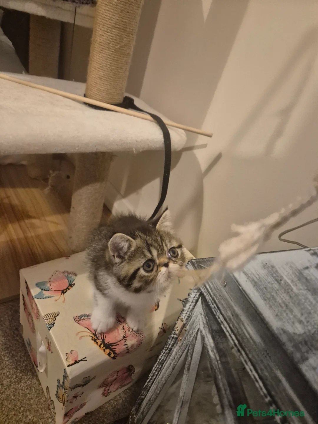 Exotic cats for sale: Exotic short hair  - Advert 9