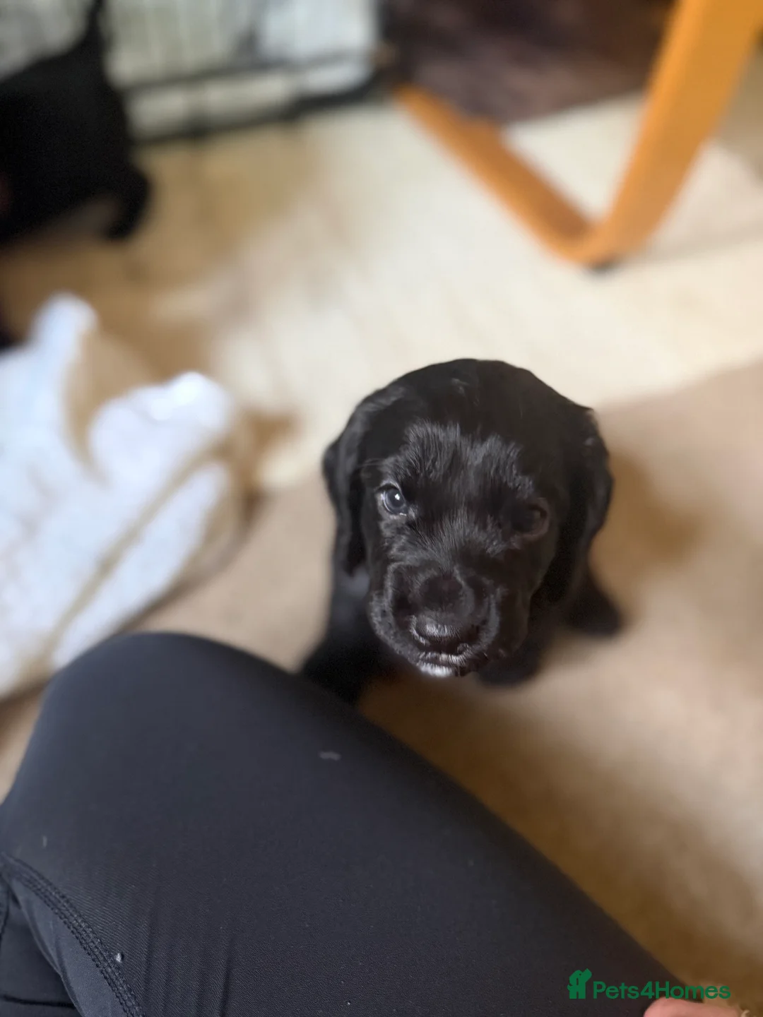 Cocker Spaniel dogs for sale: Working cocker spaniels - Advert 10