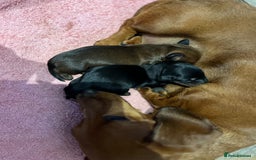 Miniature Dachshund dogs for sale:  PRA clear, Mother is a certified school dog  - Image 10