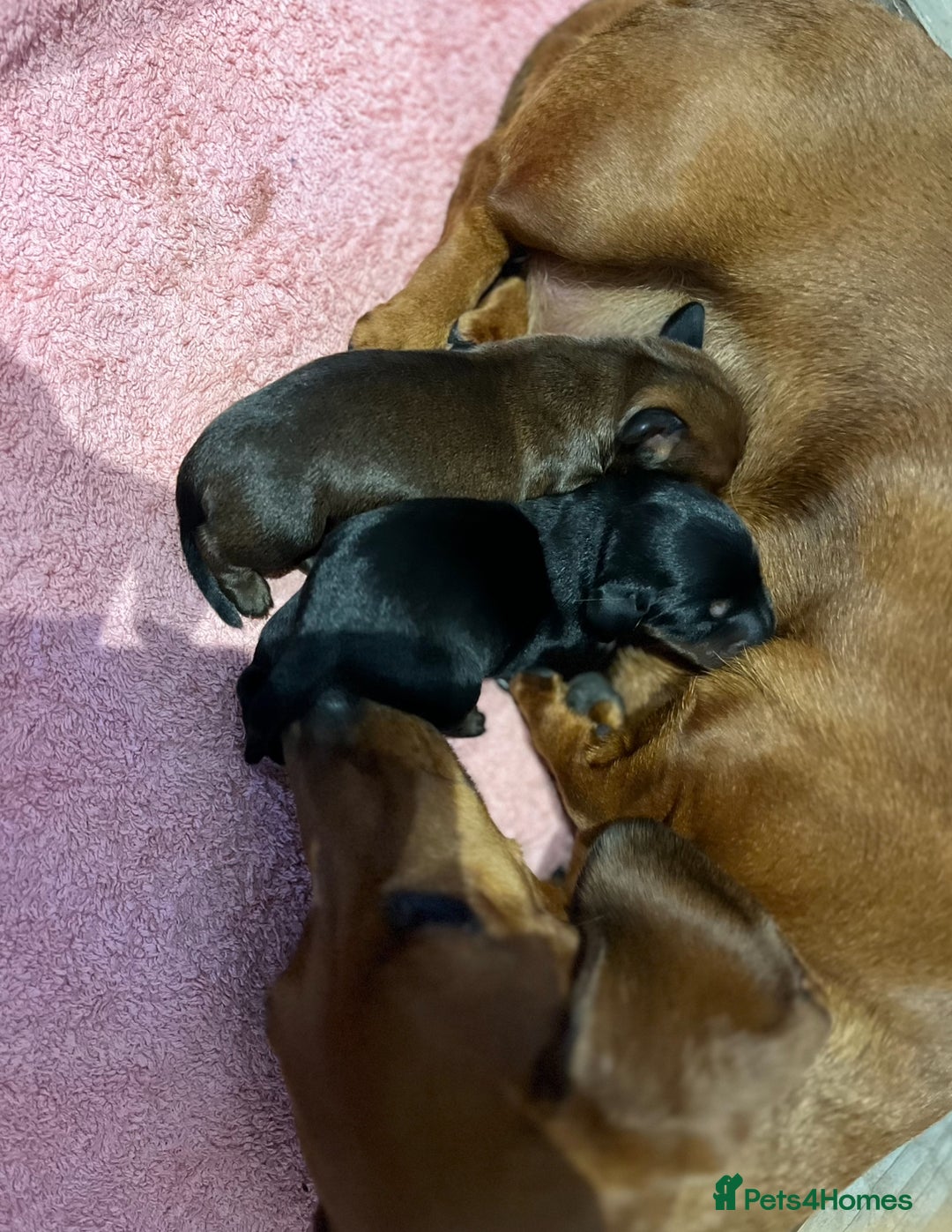 Miniature Dachshund dogs for sale:  PRA clear, Mother is a certified school dog  - Image 10