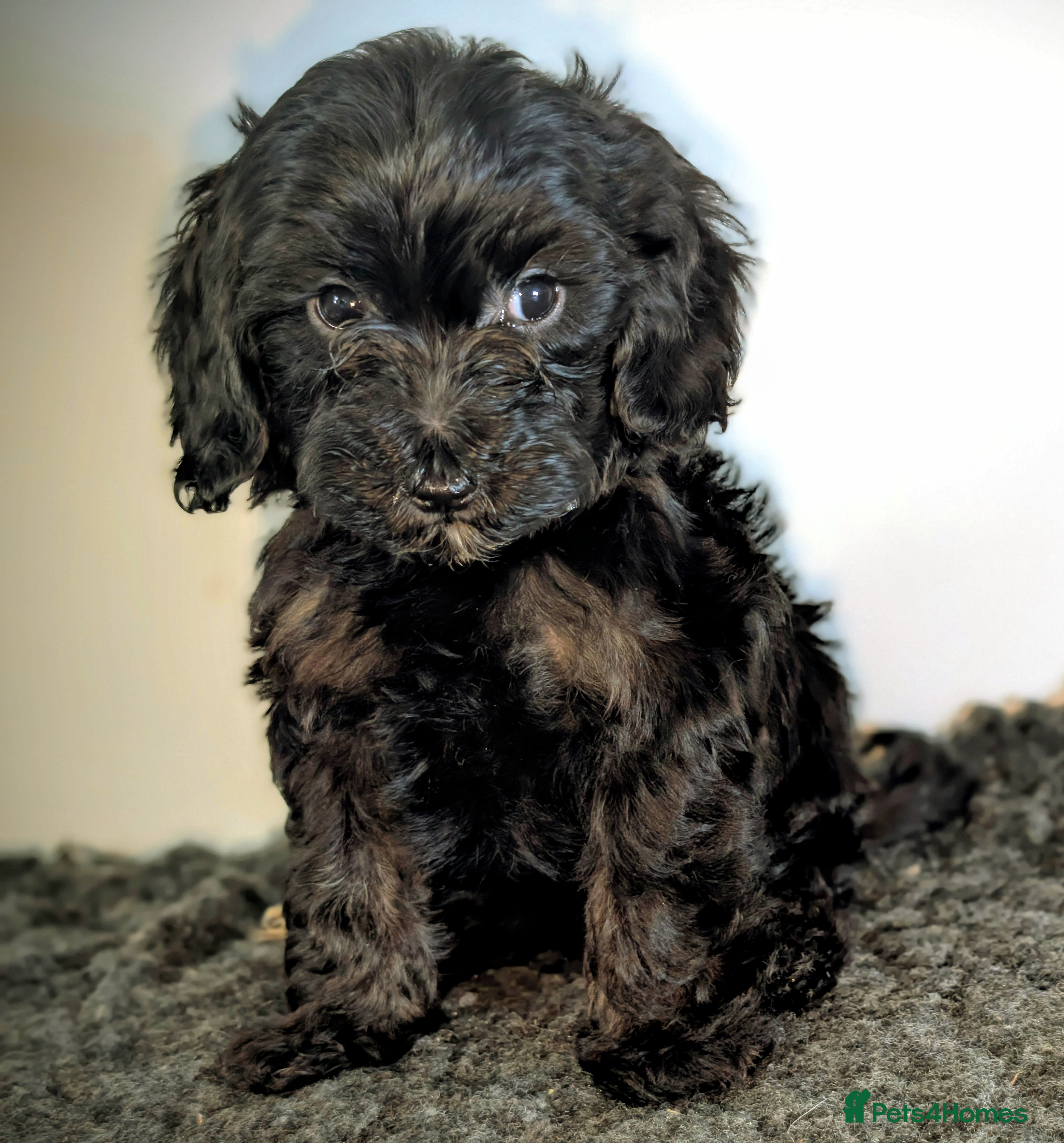 Cavapoochon dogs Rare Cavapoochons Home Raised PRA Clear Ready Now - Advert 6