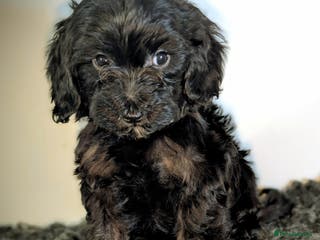 Cavapoochon dogs Rare Cavapoochons Home Raised PRA Clear Ready Now - Advert 4