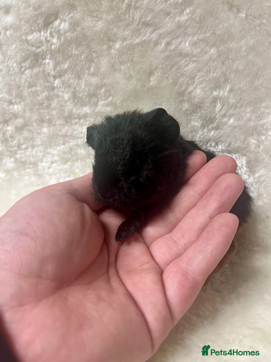 Guinea Pig rodents for sale: Beautiful well handled guinea pig babies - Advert 16