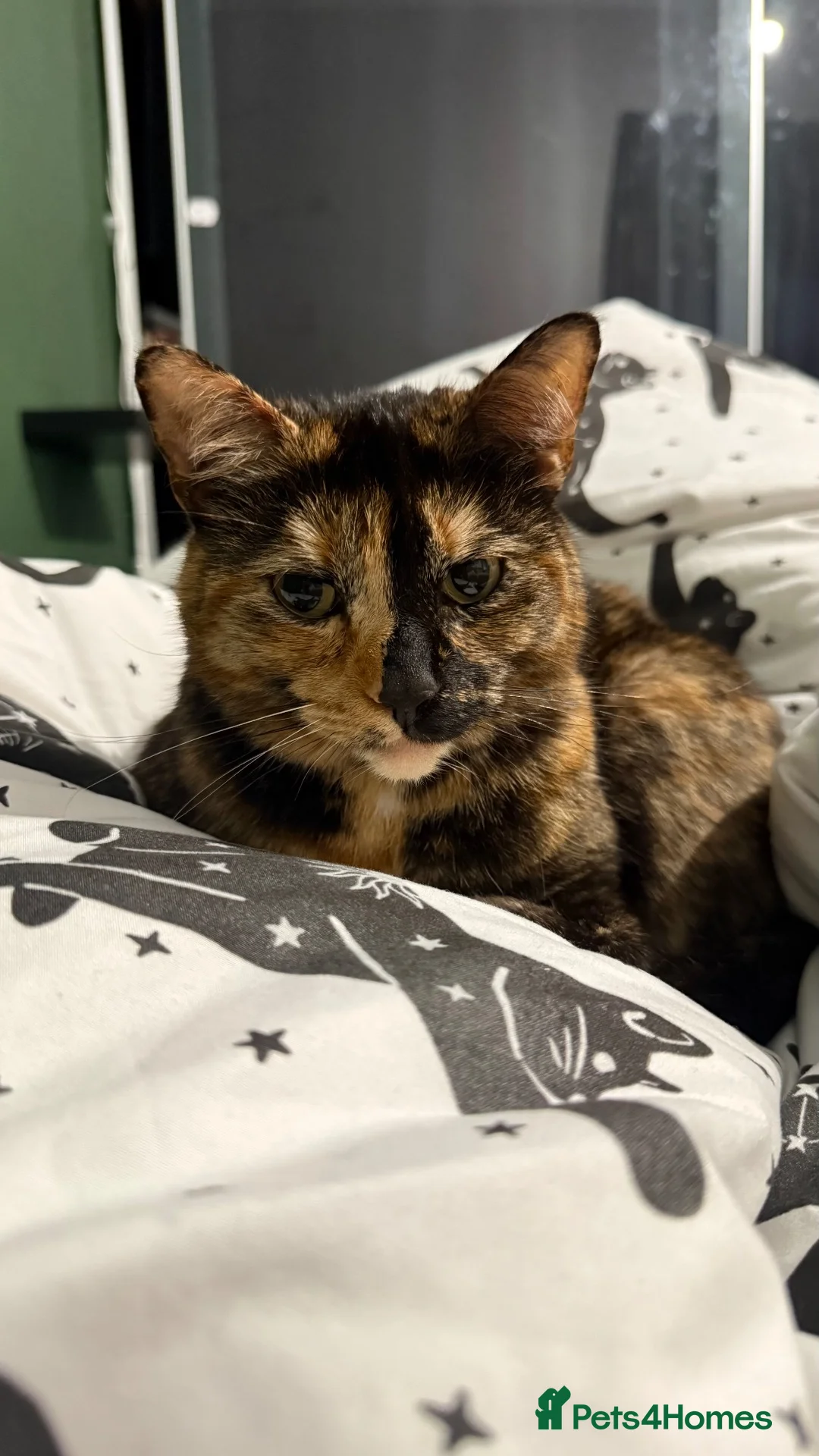 Domestic Shorthair cats for sale: Whiskey - tortoise cat in Derby - Advert 2