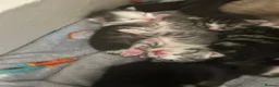 Perdoll cats for sale: Beautiful perdoll kittens available  in Birkenhead - Advert 20