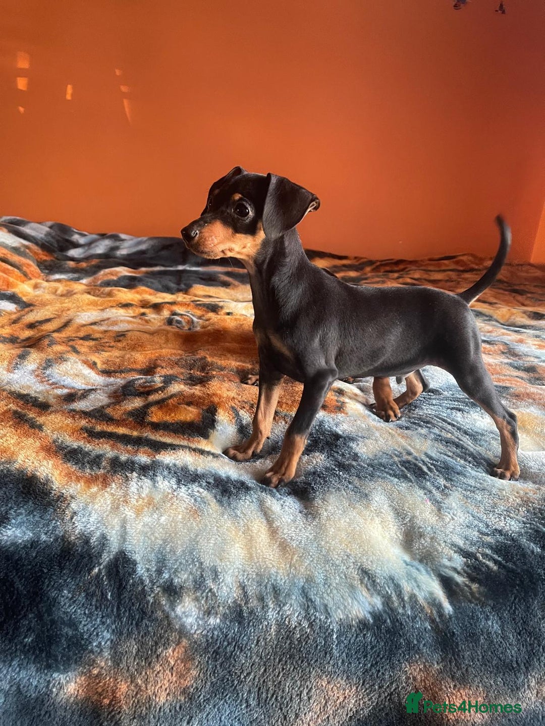 Miniature Pinscher dogs for sale: Beautiful Miniature Pinscher . - Advert 23