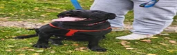 Mixed Breed dogs for adoption: FOSTER CALL:❤️NICOL❤️Energetic, Playful, Loving in Bude - Advert 12