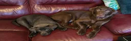 Labrador Retriever dogs for sale: KC Labrador puppies (Silver & Charcoal)  - Advert 33