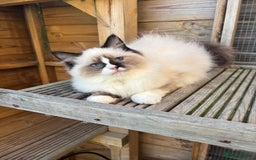 Ragdoll cats for sale: Stunning gccf sealMitted girl really fluffy  - Image 6