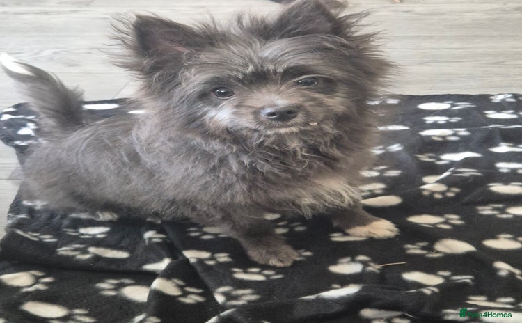 Pomeranian dogs - Advert 4