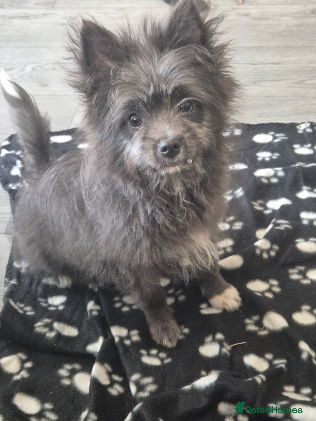 Pomeranian dogs for sale: Pomerianian  - Image 1