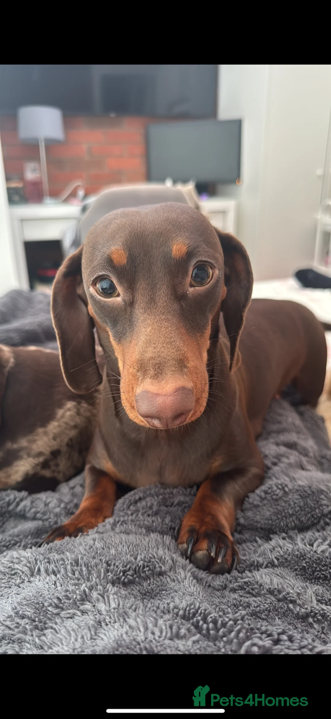 Miniature Dachshund dogs for sale: Miniature Dachshund - KC registered  - Advert 1