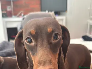 Miniature Dachshund dogs Miniature Dachshund - KC registered - Advert 10