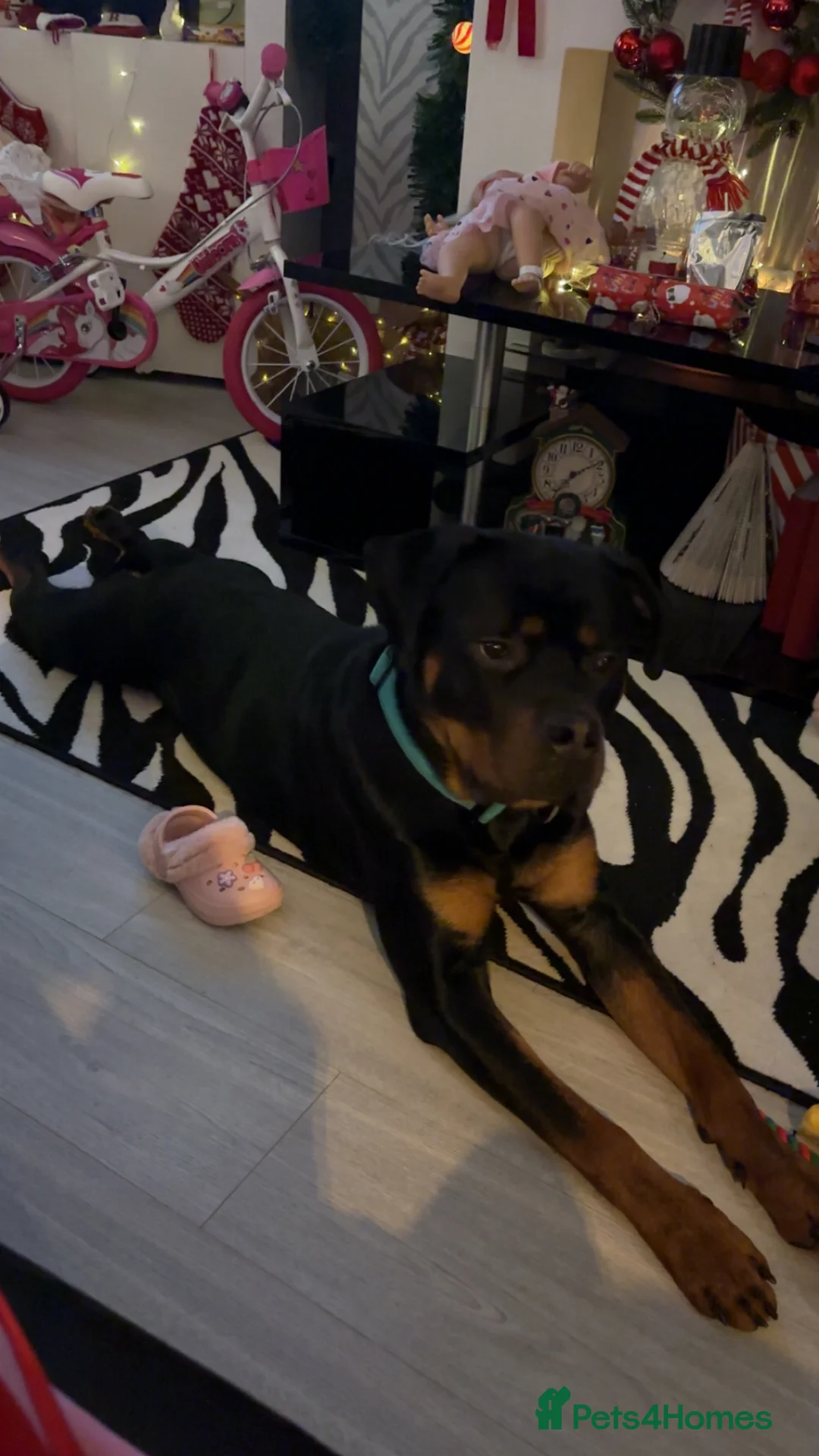 Mixed Breed dogs for sale: 1 YO male Rottweiler  - Advert 3