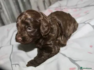 Cockapoo dogs Exceptional health tested American Cockapoos - Advert 6