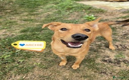 Mixed Breed dogs for adoption: 💙🐶 ARCHIE AND ARNY🐶💙 - Image 8