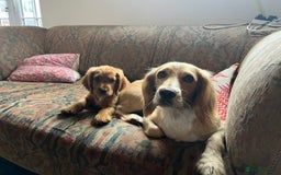 Cocker Spaniel dogs for sale: Working Coker spaniels  in Worcester - Image 19
