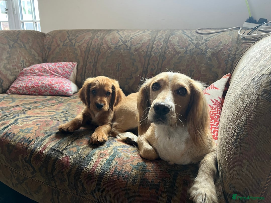 Cocker Spaniel dogs for sale: Working Coker spaniels  in Worcester - Image 19