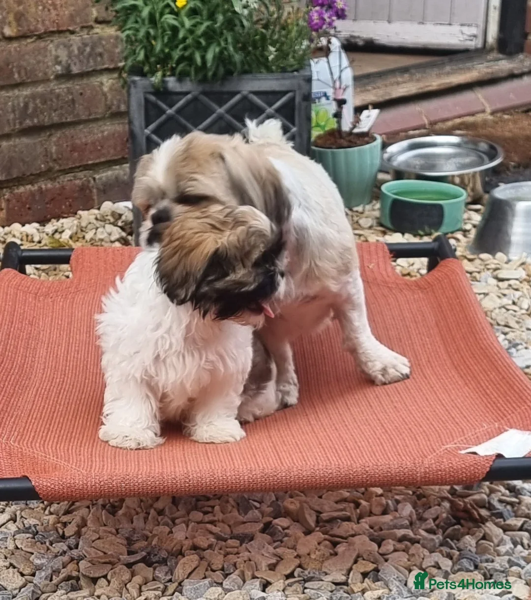 Shih Tzu dogs for sale: Shihtzu pups - Advert 5