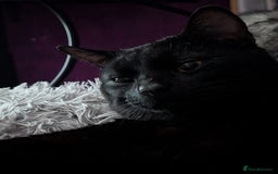 Bombay cats for sale: BLACK BOMBAY FEMALE - Image 5